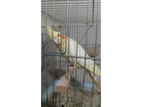 Sultan papağanı erkek olan konuşuyor