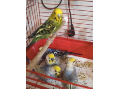 Acil satılık muhabbet kuşlarım