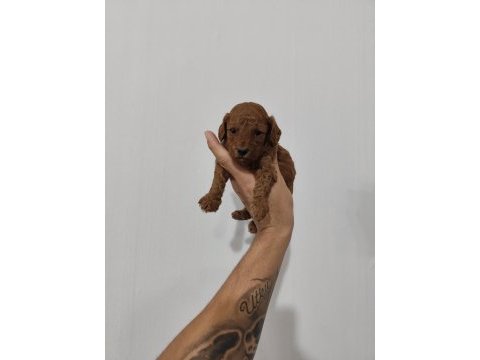 Sevimli tüy yumakları poodle