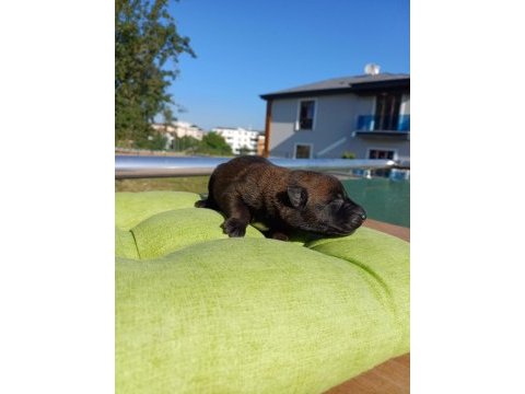 Rezerve açık üst düzey malinois yavrular