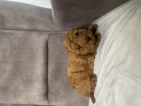 Mini boy maltipoo erkek yavrum