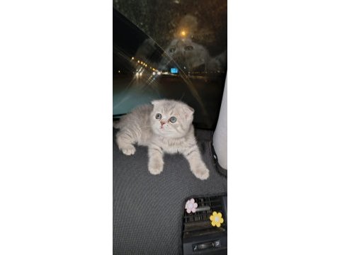 Rezerve açık scottish fold
