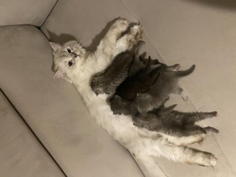 British shorthair dişi