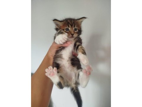 Muhteşem avrupa tipi maine coon yavruları