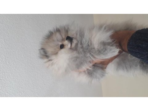 20 ocak doğumlu pomeranian oğlumuz