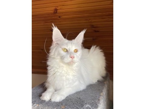 Maine coon xxxl