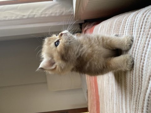 Uygun fiyatlı safkan golden british shorthair
