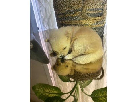 Pomeranian cinsi yavrular yeni yuva arıyor