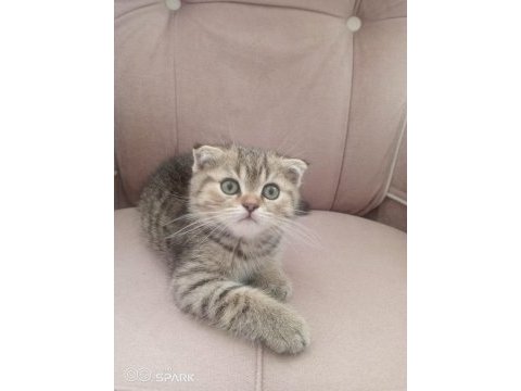 2 aylık scottish fold erkek