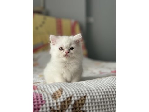 Safkan iran persian yavrularımız yeni yuvasını bekliyor