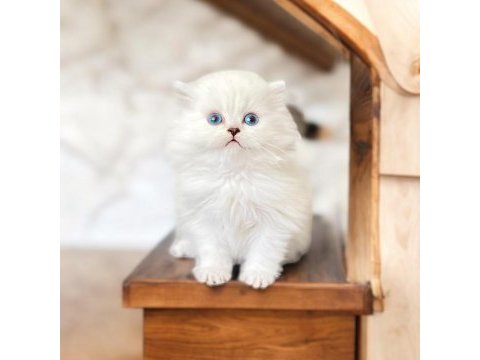 Orijinal british longhair yavrularımız
