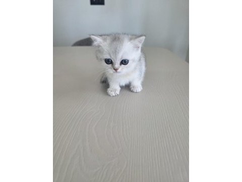 British shorthair yavrularımıza sıcak yuva arıyoruz
