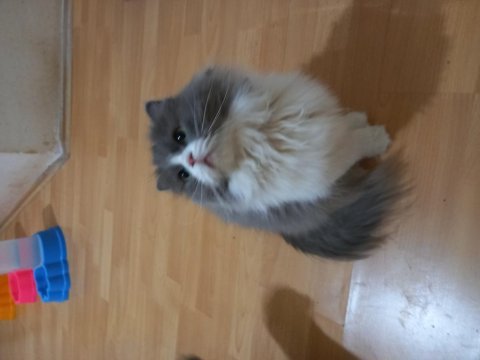 Ücretsiz sahiplendirme kedimiz