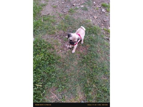 Pug yavru orijinal 2 buçuk aylık