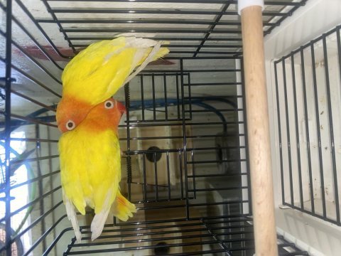 Albino lutino yavru alınmış çiftler 3 takım papağanımız