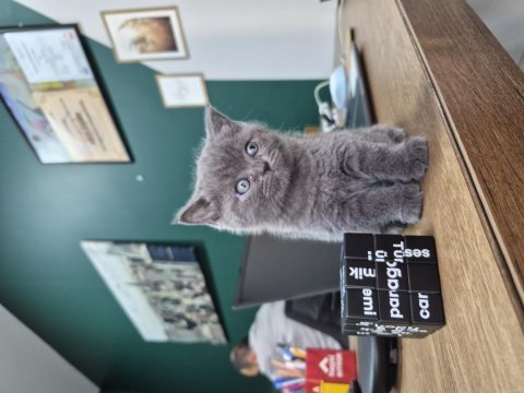 British koca kafa 2 aylık yavrularımız yuva arıyor