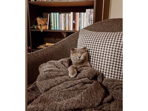 Safkan ırk uyumlu scottish fold dişi 2 yaşında