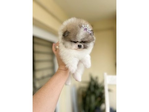 Efsane teacup sıfır burun dişi pomeranian boo