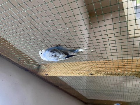 4 adet yavru muhabbet kuşu rainbow dişi ve erkek.