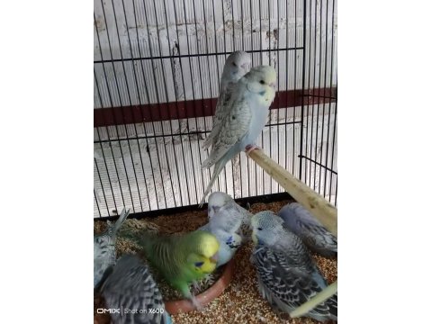 Konuşturmalık rainbow ve show jumbo muhabbet kuşu yavrular