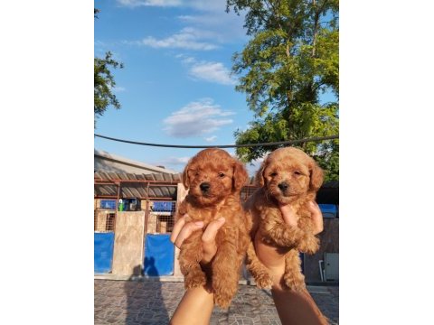 Maltipoo bebek yüzlü yavrularımız hazırlar