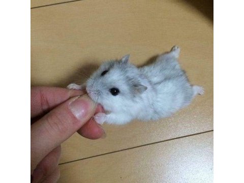 Suriye ve gonzales hamster yavrular
