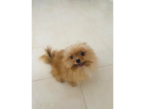 2 yaşında dişi pomeranian 1.8 kilo