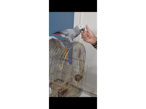 Evcil konuşan jako papağanı