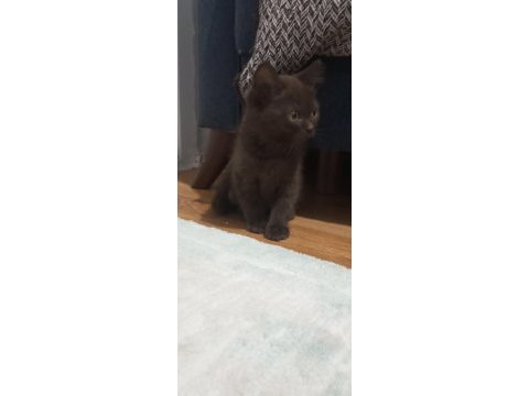 Bitter çikolata british shorthair