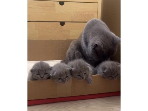 British shorthair bebekler