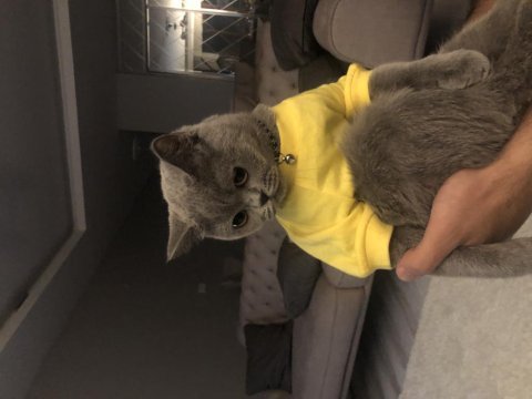 Safkan british shorthair dişi kedimize acil yuva arıyoruz