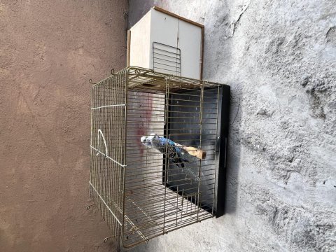 Jumbo muhabbet kuşu takım