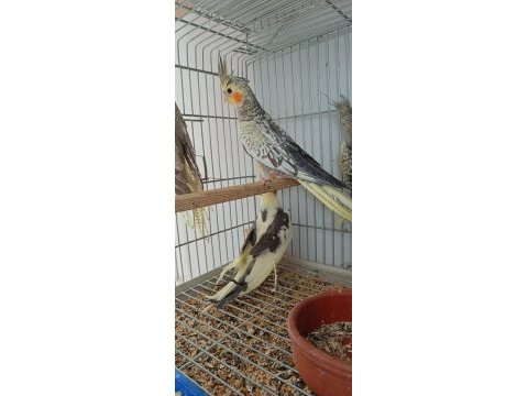 Ev üretimi sultan papağanı yavrular alıştırmaya müsait
