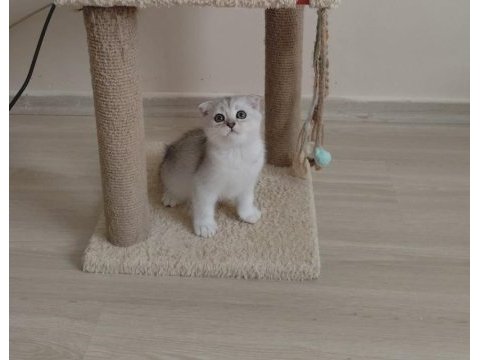 Orjinal anne baba scrli scottish fold silver topaç kafa