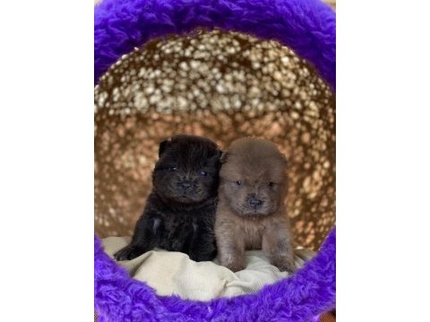 Hıgh qualıty purple tongue chow chow puppıes