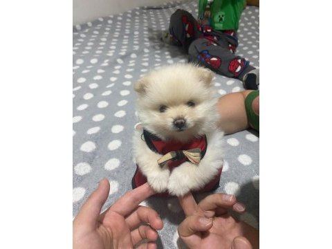 Güzellik pomeranian 1,5 aylık