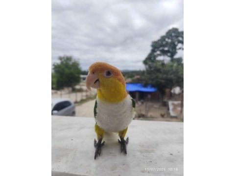 Full evcil portakal kafa caique