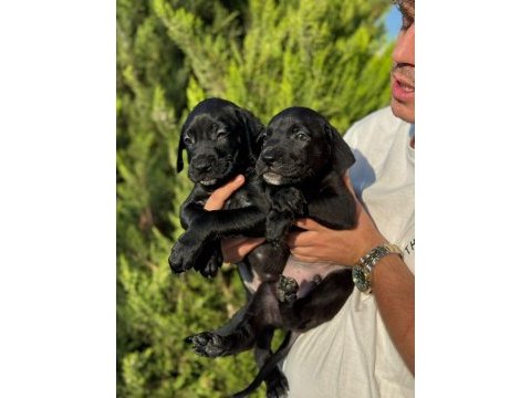 Cane corso bebekler