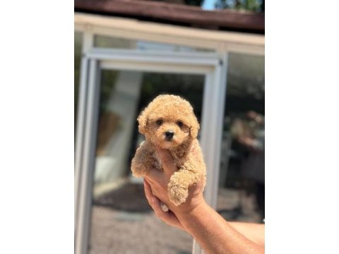 Sağlık ve ırk garantili maltipoo köpeği