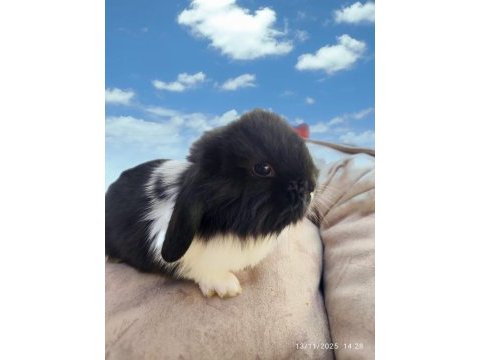 Yavru hollanda lop tavşanlarımız