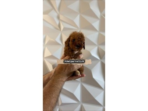 Kore red brown poodle