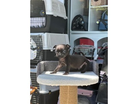 Scrli anne baba - ırk ve sağlık garantili - yurt dışı pug