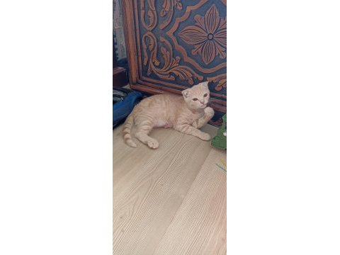 Sevimli british shorthair dostlarımız