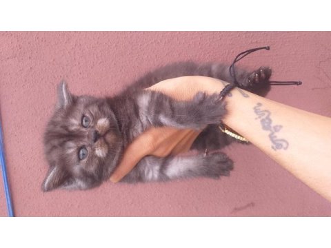 British shorthair
