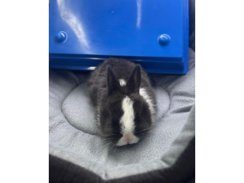 Cüce netherland dwarf tavşanlarımız