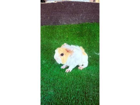 Sevimli ginepig