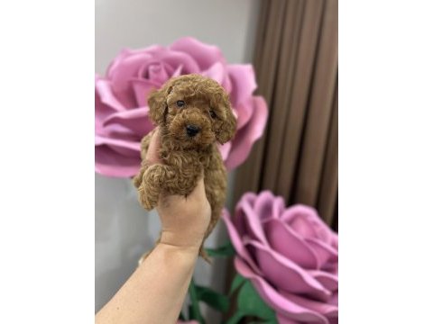 Toy poodle köpeğimiz