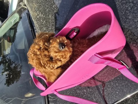 Teacup red brown toy poodle