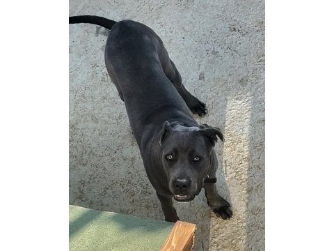 9 aylık safkan cane corso dişi kısırlaştırma yapılmadı