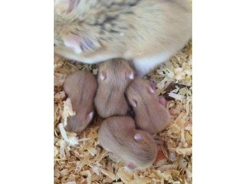 Her ırk hamster bebek ve malzemeleri adrese teslim mevcut